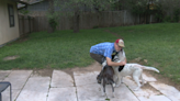 Austin community rallies post fatal fire, rescues man's dogs, seeks home for them