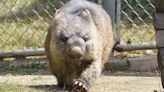 Wain, el wombat que desafía la edad; ¿Cuál es su secreto para ser el más viejo de su especie todos los tiempos?