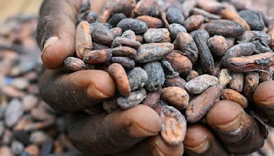 Cocoa price plunges by nearly 30% in just two days as speculators bail out