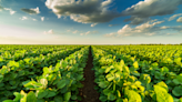 Teucrium CEO on Why 2023 Will Be a Key Year for Agriculture ETFs