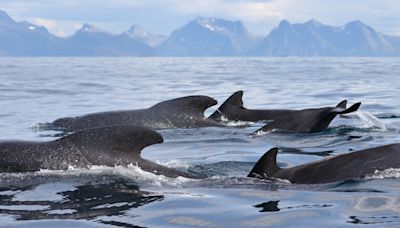 Anxious Atlantic rower films amazing footage of boat surrounded by a huge pod of whales