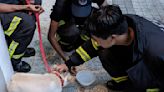 Dog rescued from fire at Sengkang condo, 10 people evacuated