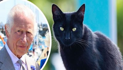 Could Cornish cat Charlie Charles be crowned 'King' of the country's felines?