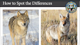 Colorado has more wolves, but would you know one if you saw one? Here is what to know