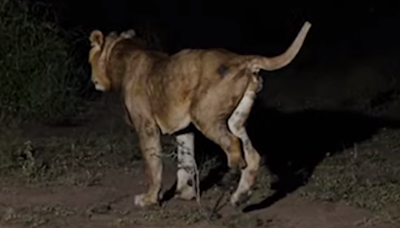 Three-legged lion makes 'longest swim ever' in crocodile-infested waters - and he had added motivation