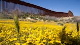 Botánicos de México y EEUU documentan un ecosistema dividido por el muro fronterizo