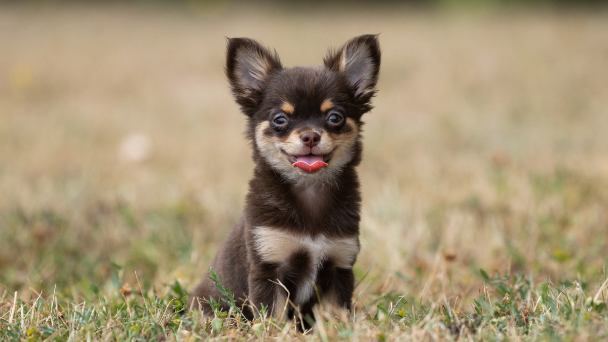 Video of Chihuahuas Trying Sparkling Water in Their Dog Bowl Is Too Funny