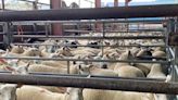 Launch of Friday sheep sales proves a hit in Bishop's Castle