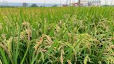 梅雨鋒面接續來襲水稻穗稻熱病發警報 中區農改埸籲稻農加強防範