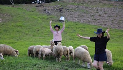 避暑出遊 南投清境農場推牧羊人體驗 (圖)