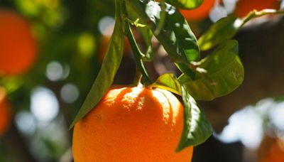 Les avantages de l’orange pour entretenir son jardin ou protéger son balcon