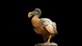Des scientifiques américains à Maurice pour ramener le dodo à la vie
