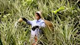 Pineapples: Sweet slice of Assam