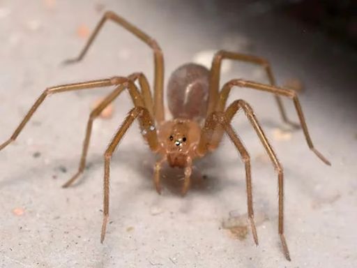 La historia del niño prodigio fue picado por una peligrosa araña y su cuerpo estuvo paralizado durante semanas