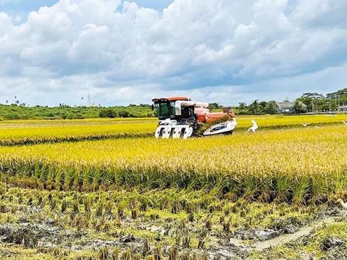 公糧價提高恐害產地價下跌 陳吉仲曾推收購無上限遭監院糾正 - 生活