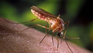 West Nile Virus detected in mosquitos in Ohio