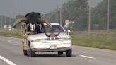 Man pulled over for driving with huge bull riding shotgun in Nebraska