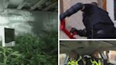 LOOK: The moment Gwent Police found £140k cannabis farm hidden inside a valleys home