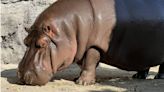 日本「美男子河馬」是女森 動物園養7年見2行為驚：搞錯了