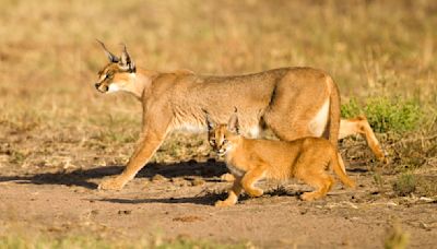 Caracal: A Jumper Extraordinaire With Satellite Dish Ears