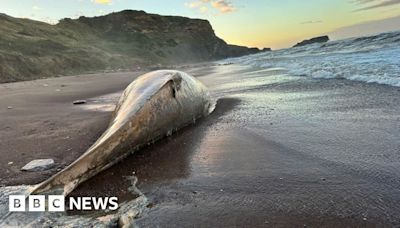 Dead whale found on North Yorkshire beach