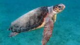 Rescatan 117 huevos de tortuga en playas de San Andrés