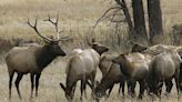 Case: Big bucks, bigger bucks, and the cost of high-dollar hunting | Chattanooga Times Free Press