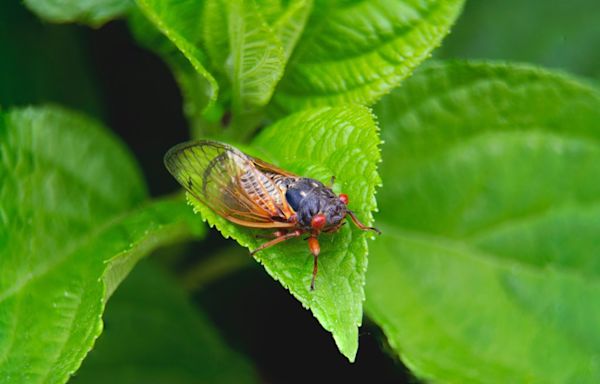 Yes, cicadas are coming but nothing like the deluge expected in southern Illinois