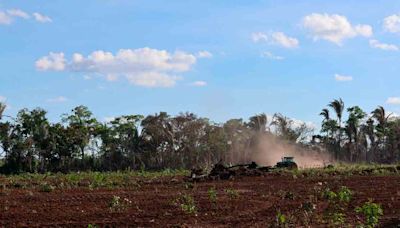 Bolivia perdió 490.544 hectáreas que corresponden a bosque primario - El Diario - Bolivia