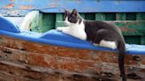 Adventure Cat Goes Out On a Canoe In Canada for the First Time Like a Champ