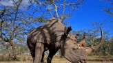 Footage shows critically endangered rhino return to its native habitat after 50-year absence: 'The animal almost went extinct'