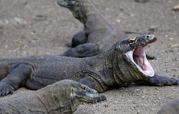 World’s biggest lizards use iron-coated teeth to tear up prey