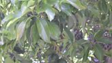 Take steps to protect your avocado trees from laurel wilt | Sally Scalera