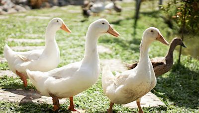 Ducks’ Little Quacks of Excitement Over Pumpkin ‘Bowls’ and Peas Are Simply Irresistible