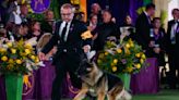 Dog Show 101: What's what at the Westminster Kennel Club