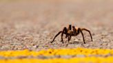 Tarantula causes crash in Death Valley; motorcyclist hospitalized