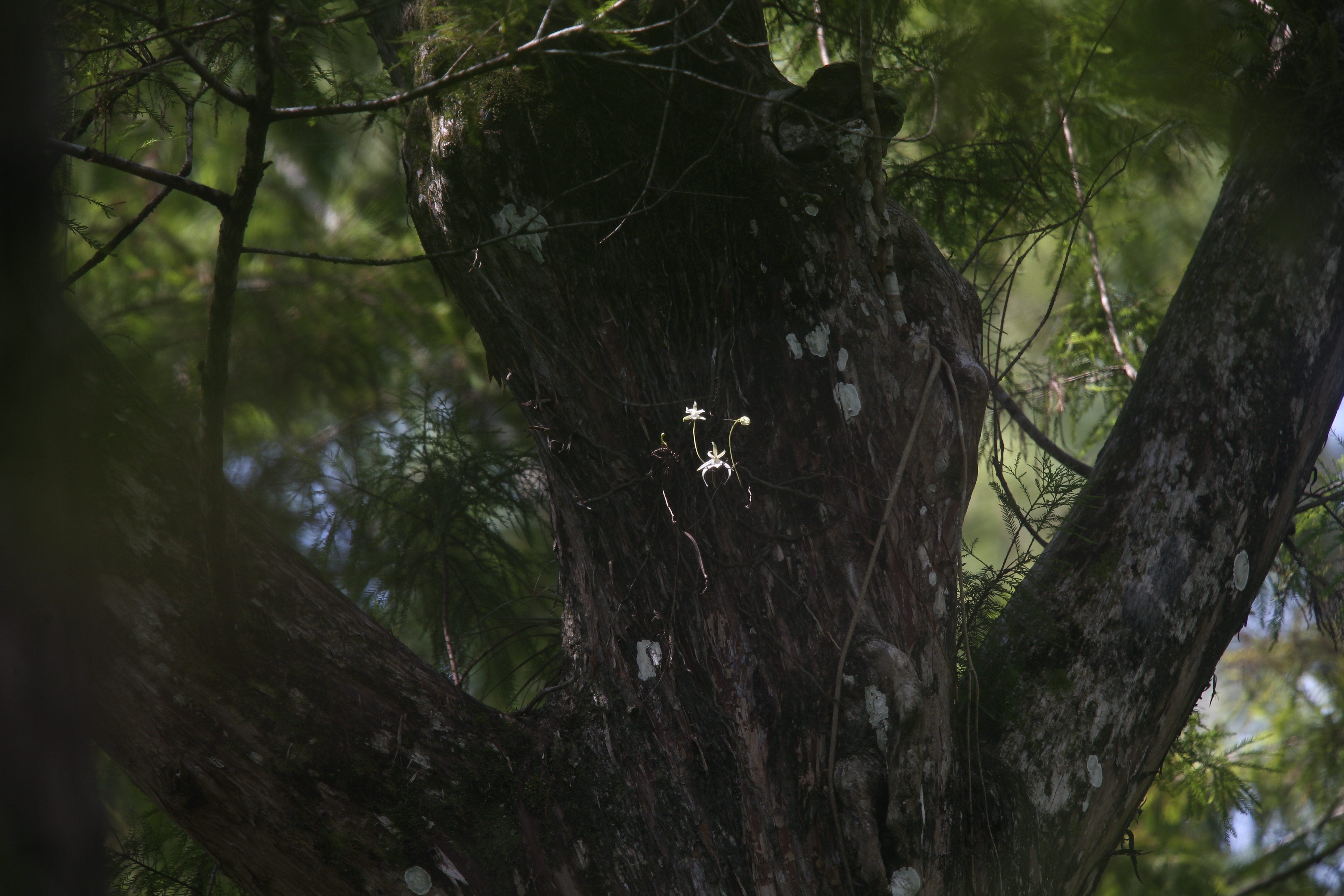 Feds agree to start process that could establish ghost orchid habitat in south Florida