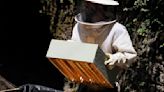 Primavera amarga para los apicultores de la Región de Murcia