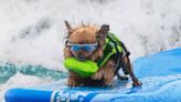 Doggone Fun: Dog Surfing Championships Return In August