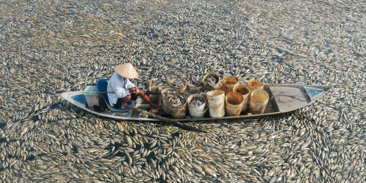 Hundreds of thousands of fish died in a single reservoir in Vietnam, another sign of how climate change is strangling the economy