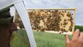 For $25, you can legally keep honey bees in Boston