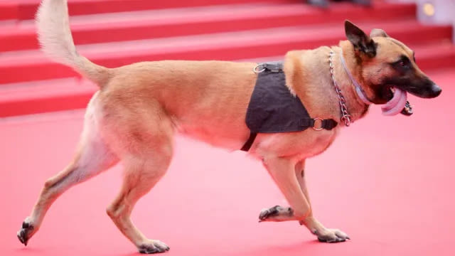 Dogs Set To Rule the Red Carpet at Cannes Film Festival 2024