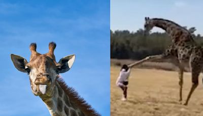 Watch: TikToker goes airborne after wild giraffe's brutal kick sparking funny reactions