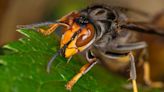 UK put on Asian hornet invasion alert - full list of areas at risk