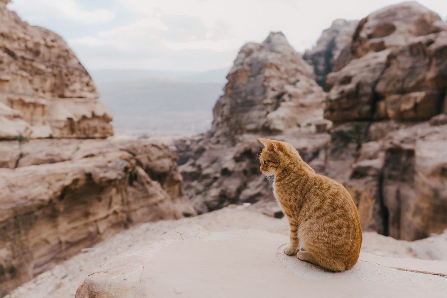 Pet Owner Discovers His Cat with a Disability Climbed Halfway Up a Canyon Mountain: ‘Nothing Stops Penny’