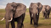 Detectan saludos particulares entre elefantes - Diario Hoy En la noticia