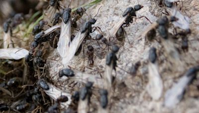 Flying ants are about to swarm this summer — use these 5 tips to get rid of them safely without chemicals