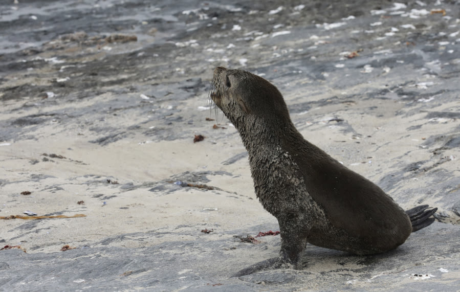 Scientists see 1st known outbreak of rabies in seals