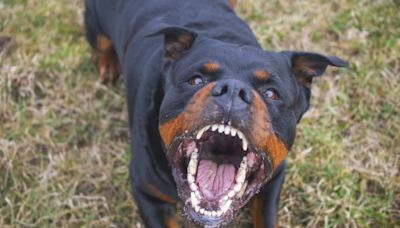 TRAGEDIA en Mendoza: una mujer de 85 años MURIÓ después de ser atacada por sus TRES PERROS rottweiler