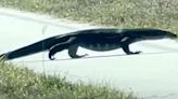 Invasive, 5-foot-long lizard seen near road in Florida, video shows: ‘Did a double take’